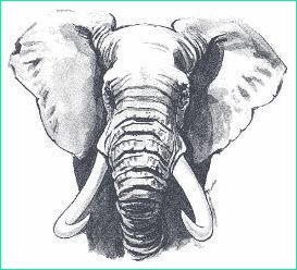 Tete D&amp;#039;elephant Dessin Inspirant Photos African Elephant Head