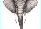 Tete D&#039;elephant Dessin Inspirant Photos Résultat De Recherche D Images Pour "elephant Dessin De