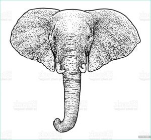 Tete D&amp;#039;elephant Dessin Luxe Photographie Elephant Head Illustration Drawing Engraving Ink Line Art