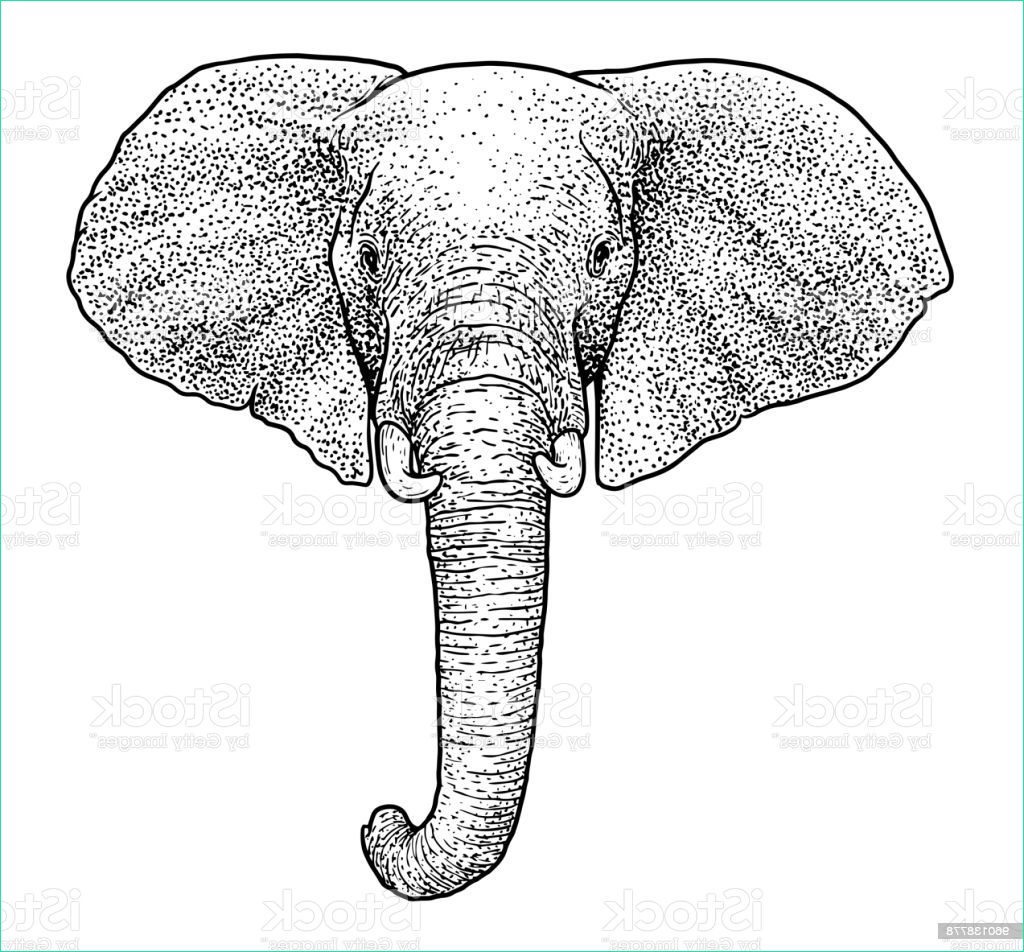 Tete D&amp;#039;elephant Dessin Luxe Photographie Elephant Head Illustration Drawing Engraving Ink Line Art