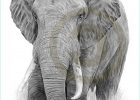 Tete D&#039;elephant Dessin Unique Images African Elephant Pencil Drawing Print A4 Size Artwork