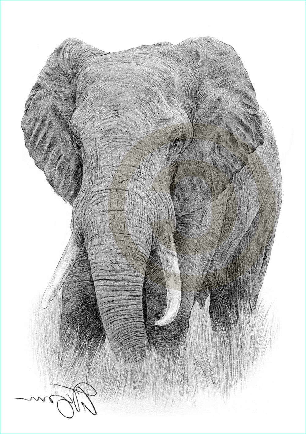 Tete D&amp;#039;elephant Dessin Unique Images African Elephant Pencil Drawing Print A4 Size Artwork