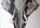 Tete D&#039;elephant Dessin Unique Images Gros Mammiferes