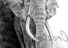 Tete D&#039;elephant Dessin Unique Photos My Creative World Elephant