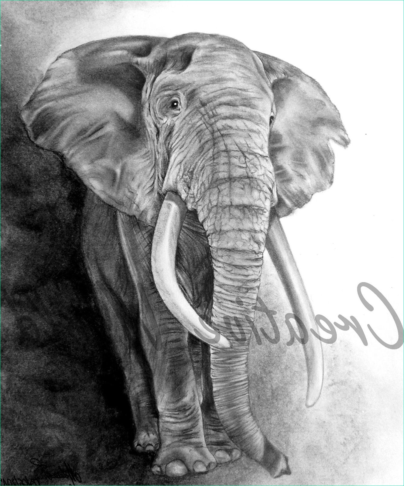 Tete D&amp;#039;elephant Dessin Unique Photos My Creative World Elephant