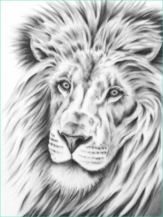 Tete Lion Dessin Bestof Stock Charcoal Lion Drawing 8&quot;x10&quot; Giclee Print Art Animal