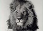 Tete Lion Dessin Inspirant Photos Antoine Roquain Dessin Animalier Wildlife Pencil Art