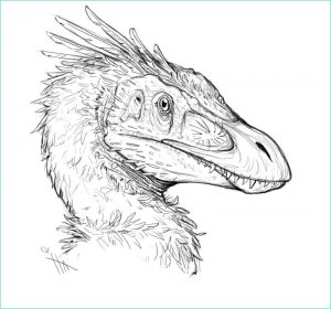 Velociraptor Coloriage Luxe Galerie Coloriages à Imprimer Vélociraptor Numéro