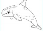 Baleine à Colorier Bestof Collection Coloriage Une Petite Baleine Dessin Gratuit à Imprimer