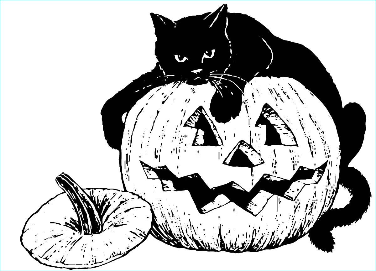Chat Noir Dessin Halloween Nouveau Galerie Coloriage Chat Noir Sur Citrouille Img