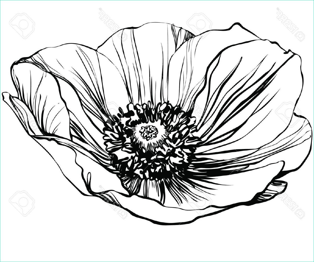 Coloriage Poppy Beau Photos White Poppy Drawing Images