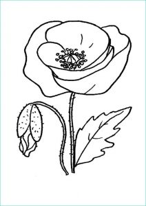 Coloriage Poppy Bestof Image Red Poppy Picture Coloring Page