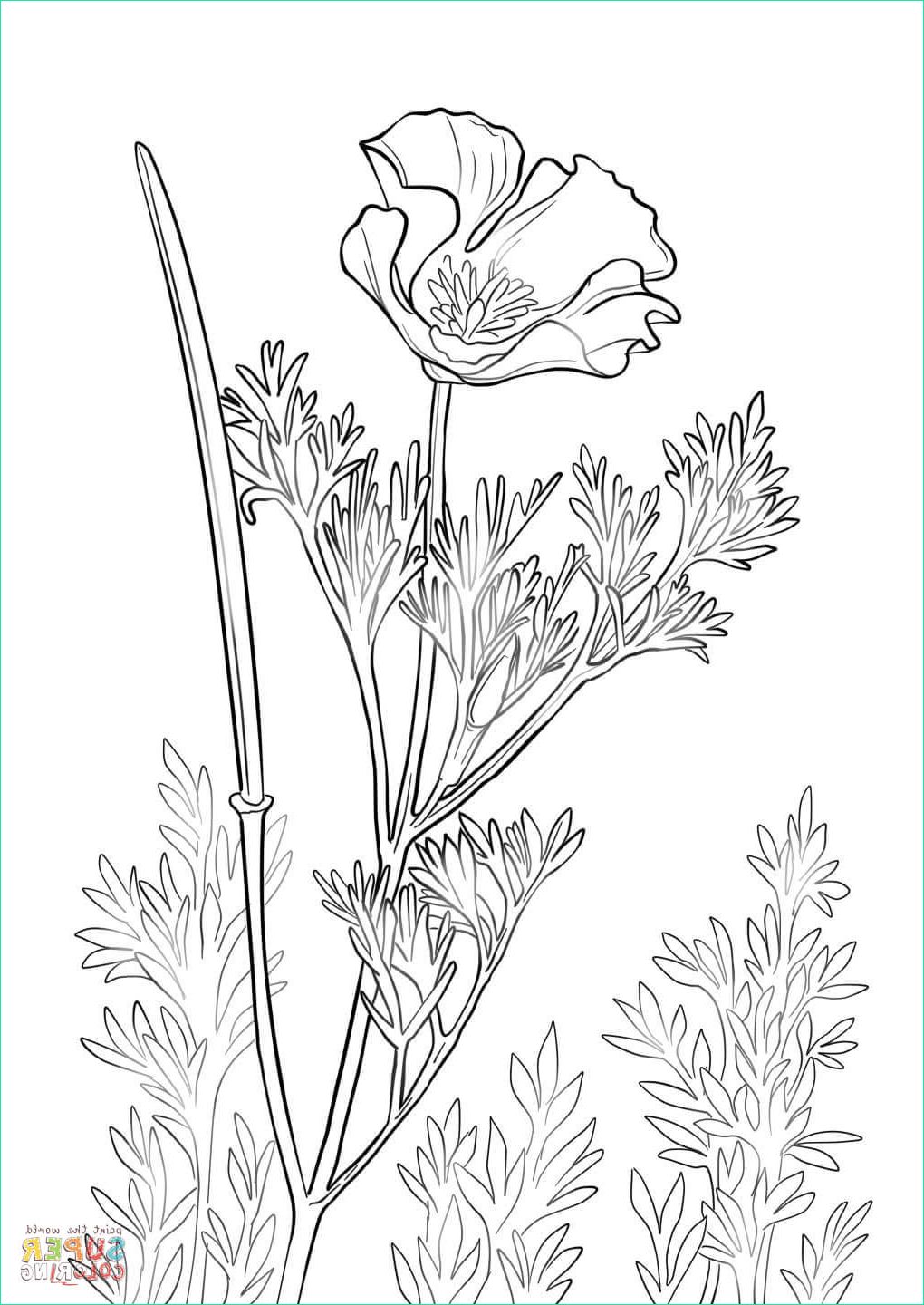 Coloriage Poppy Inspirant Collection Simple Poppy Drawing at Getdrawings
