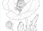 Coloriage Poppy Unique Photos Poppy Flower Coloring Page