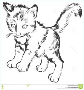 Dessin De Chatons Beau Photos Black and White Sketch A Little Kitten Drawing Made