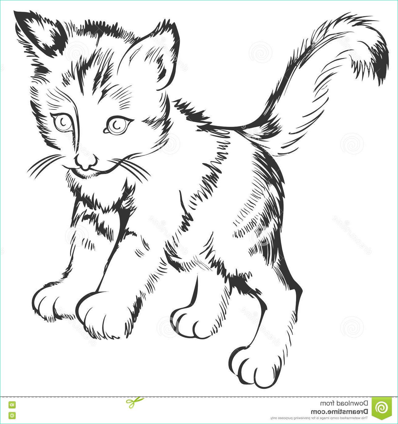 Dessin De Chatons Beau Photos Black and White Sketch A Little Kitten Drawing Made