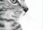 Dessin De Chatons Bestof Images Articles Similaires à Chat Chaton Crayon Dessin Digital