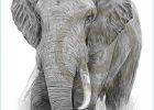 Dessin éléphant D&#039;afrique Beau Photos African Elephant Pencil Drawing Print A4 Size Artwork