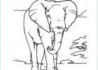 Dessin éléphant D&#039;afrique Bestof Photos Coloriage éléphant D Afrique Gratuit à Imprimer Afrocaneo