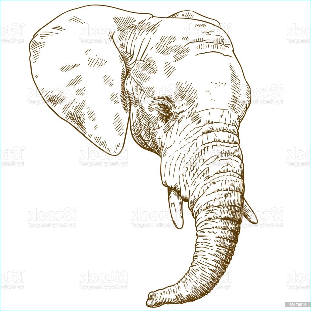Dessin éléphant D&amp;#039;afrique Élégant Image Gravure Dessin Illustration De Tête Déléphant – Vecteurs