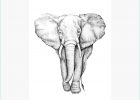Dessin éléphant D&#039;afrique Élégant Photographie 【50 】 Dessin Elephant D Afrique