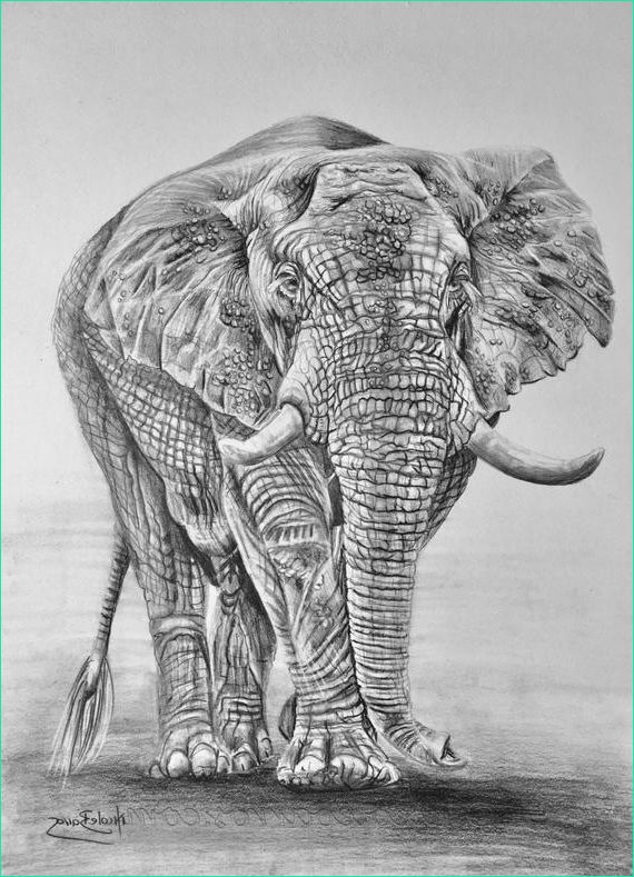 Dessin Elephant De Face Bestof Images African Elephant original Pencil Drawing Animal Art Home