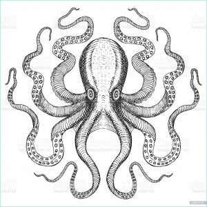 Dessin Monster Cool Galerie Sea Monster Octopus Stock Vector Art