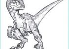 Dessin Velociraptor Luxe Collection Resultado De Imagem Para Baby Velociraptor Drawing