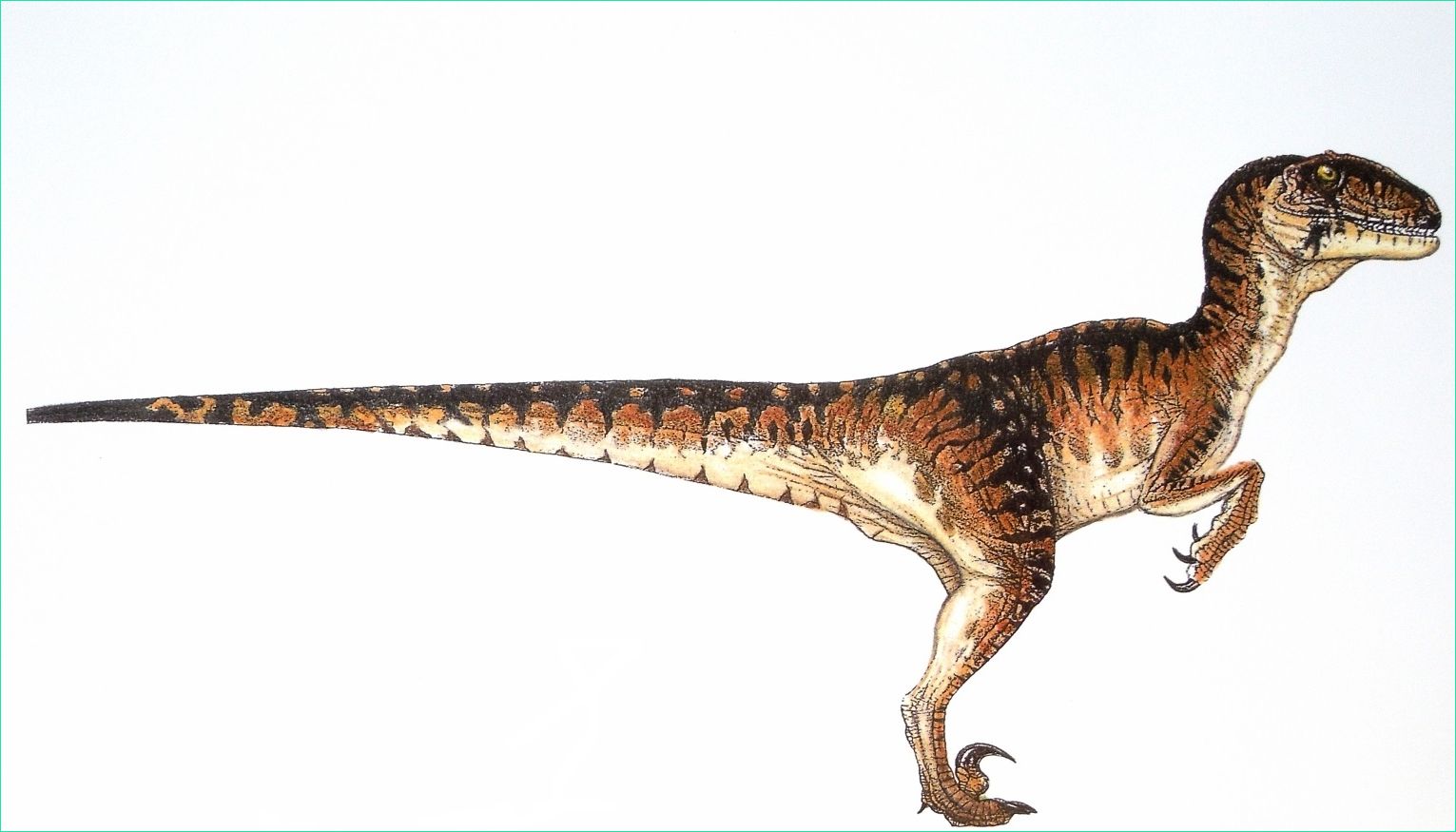 Dessin Velociraptor Nouveau Photos Dessins En Couleurs à Imprimer Vélociraptor Numéro