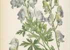 Dessins De Fleurs Exotiques Beau Collection Aconit à Fleurs Panachées atlas Des Plantes De Jardins Et