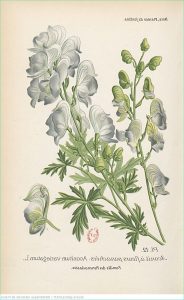 Dessins De Fleurs Exotiques Beau Collection Aconit à Fleurs Panachées atlas Des Plantes De Jardins Et