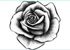 Fleur Dessin Realiste Cool Galerie 10 Rose Illustrations