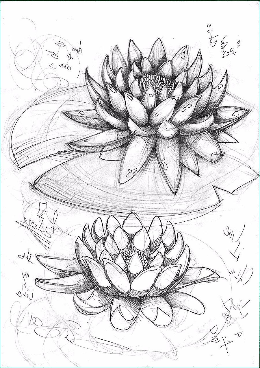 Fleur Lotus Dessin Beau Images Lotus Sketch by Sasan Ghods On Deviantart En 2020
