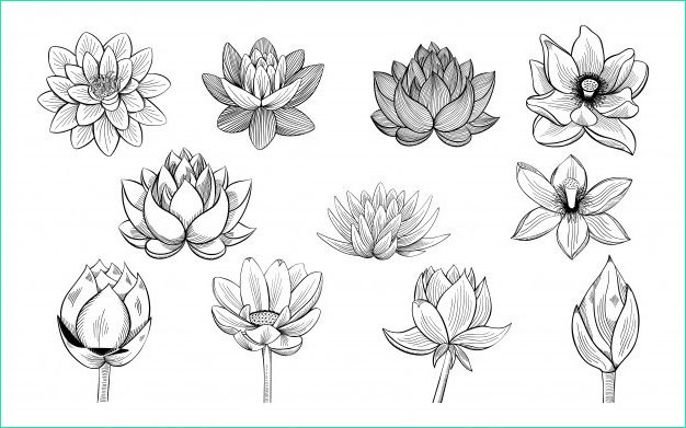 Fleur Lotus Dessin Beau Photos Lotus