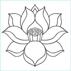 Fleur Lotus Dessin Beau Photos Une Magnifique Fleur De Lotus Symétrique C Est Le Thème