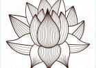 Fleur Lotus Dessin Élégant Photos Lotus Flower Drawing Step by Step at Getdrawings