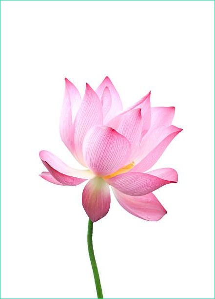 Fleur Lotus Dessin Inspirant Photos Lotus Flower Nelumbo Nucifera isolated On White