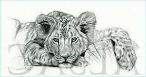 Lionceau Dessin Cool Photos Lionceau Paresseux