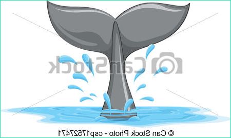 Queue Dessin Beau Image Queue Baleine Queue Baleine Fond Blanc Illustration