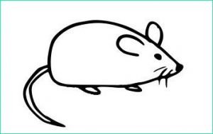 Sourie Dessin Élégant Stock Résultat De Recherche D Images Pour &quot;dessin souris&quot;