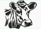 Vaches Dessin Inspirant Photographie Une Belle Tête De Vache Lagrangeauxloups
