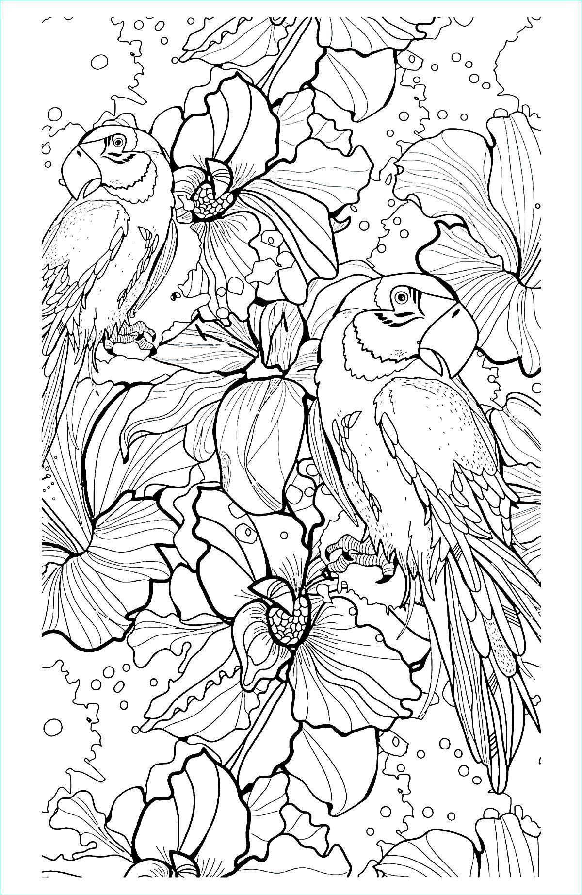 Coloriage Adulte à Imprimer Beau Collection Perroquets Oiseaux Coloriages Difficiles Pour Adultes