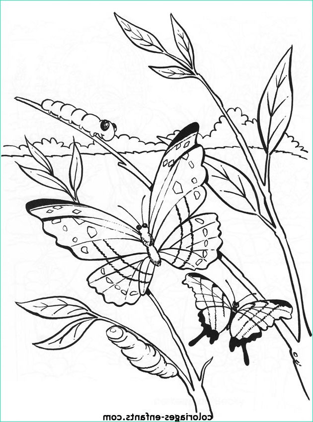 Coloriages Papillons Nouveau Galerie Coloriage D Papillons De La Rubrique Animaux à Imprimer De