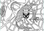 Coloriagr Beau Photographie Spiderman Coloriage