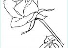 Dessin De Rose A Imprimer Élégant Photos Coloriage Image De Rose Rouge Dessin Gratuit à Imprimer
