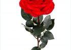 Dessin De Rose A Imprimer Inspirant Galerie Coloriage Rose Fleur à Imprimer