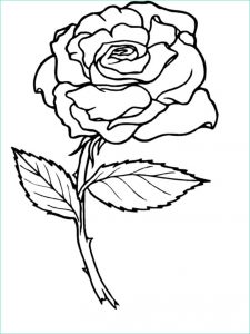 Dessin De Rose A Imprimer Luxe Photographie Dessin De Rose A Imprimer Greatestcoloringbook