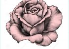 Dessins De Roses Élégant Images Rose Noir Et Blanc Dessin Nouveau Stock Dessin Au Crayon
