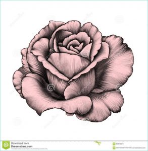 Dessins De Roses Élégant Images Rose Noir Et Blanc Dessin Nouveau Stock Dessin Au Crayon