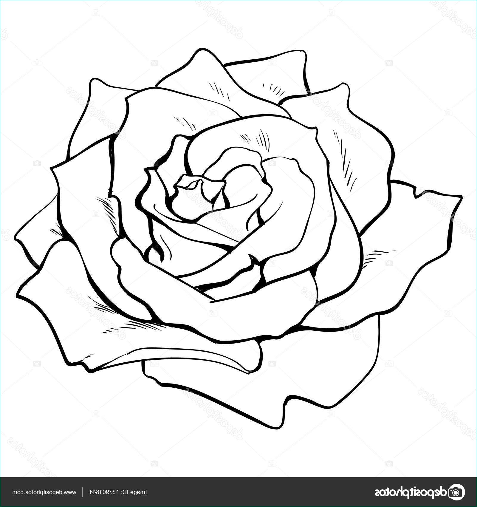 Dessins De Roses Inspirant Image Deep Contour Rose top View isolated Sketch Vector